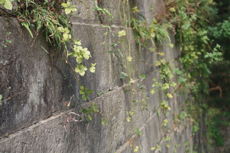 wall and plant