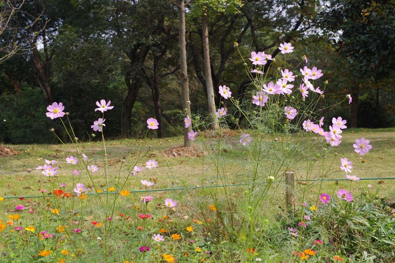 flower dance