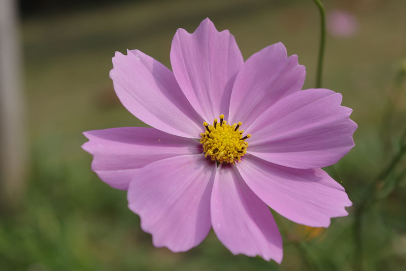 stamens